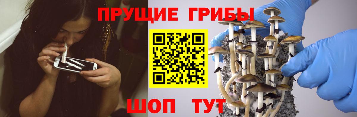 Псилоцибиновые грибы мицелий  где купить   Псилоцибиновые грибы Psilocybine cubensis  Долгопрудный  Вход с VPN 